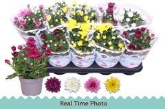 Chrysanth Double Mix 12Ø 25cm