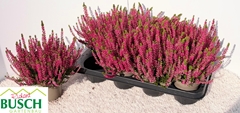 Calluna Garden Girls Franca 12Ø 24cm