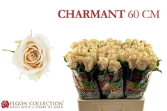 Rosa Charmant 60cm