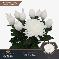 Chrysanth Single Stravina 70cm 110gr.