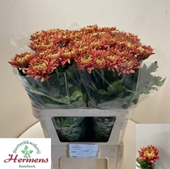 Chrysanth Single Pandion Bronze 80cm 130gr.