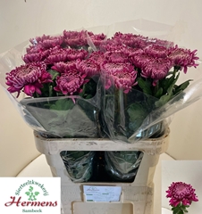 Chrysanth Single Regalmist Purper 80cm 110gr.