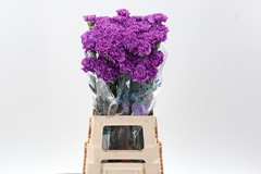 Dianthus Single Florigene Moonlite 70cm