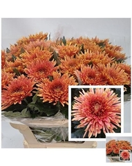 Chrysanth Single Tula Copper 80cm 105gr.
