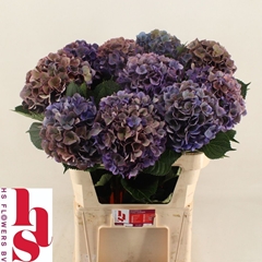Hydrangea Royal Opera Classic 80cm 18-20cm Hd