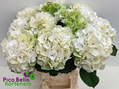 Hydrangea White Verena Classic 60cm 16-18cm Hd