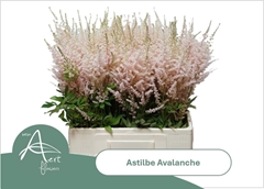 Astilbe Avalanche 65cm