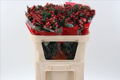 Hypericum True Romance 70cm