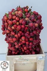 Malus Evereste Per Stem 50cm
