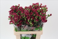 Dianthus Spray Cecilia 65cm