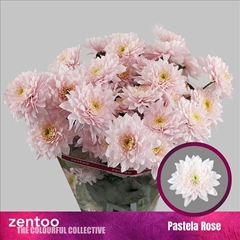 Chrysanth Spray Pastela Rose 70cm 90gr.
