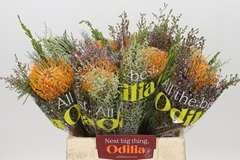 Bouquet Leucospermum Soleil 40cm