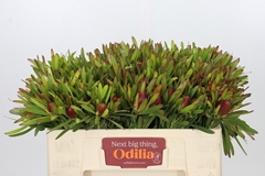 Leucadendron Ayoba Cherry Pearl 50cm