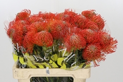 Leucospermum Succession 60cm