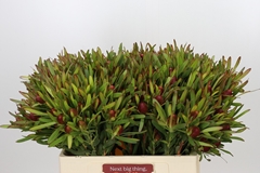 Leucadendron Ayoba Cherry Pearl 50cm Spray