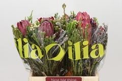 Bq Protea Carousel 40cm