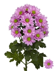 Chrysanht Spray ResQ Pink 70cm 85gr.
