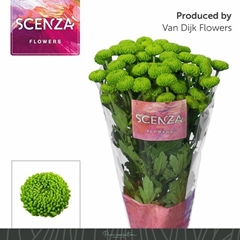 Chrysanth Spray Deligreen 70cm 70gr.