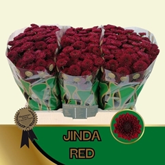 Chrysanth Santini Jinda Red 55cm 44gr.
