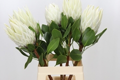 Protea Cynaroides Ayoba Arctic Ice 70cm