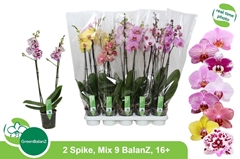 Phalaenopsis Mix 9 Colours 12Ø 65cm 2st