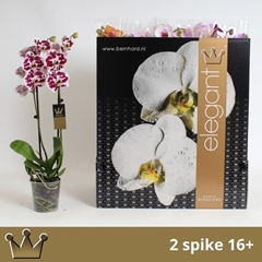 Phalaenopsis Mix 8 Colours 12Ø 60cm 2st