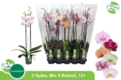 Phalaenopsis Mix 6 Colours 12Ø 75cm 2st