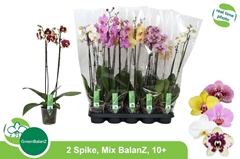 Phalaenopsis Mix 12Ø 65cm 2st
