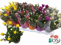 Chrysanth Mix 6 Mix 9Ø 23cm