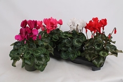 Cyclamen Super Serie Leopardo 13Ø 35cm