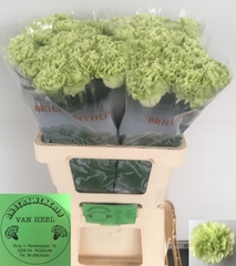Dianthus Single Green Shot 60cm