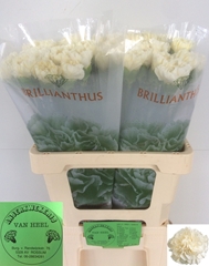 Dianthus Single White Liberty 60cm