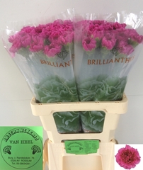 Dianthus Single Farida 60cm