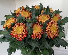 Chrysanth Single Fuego 70cm 90gr.