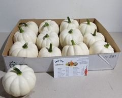 Cucurbita Pepo Baby Boo 10cm