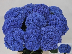 Hydrangea Pimpernel 80cm 19-21cm Hd