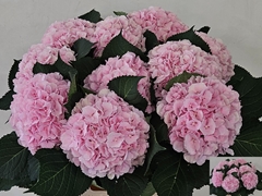 Hydrangea Verena 80cm 19-21cm Hd
