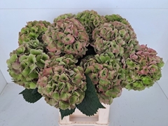 Hydrangea Royal Palace Classic 65cm 15-17cm Hd