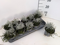 Leucophyta Brownii 12Ø 18cm