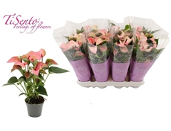Anthurium Matata 9Ø 30cm