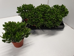 Crassula Sunset 13Ø 22cm