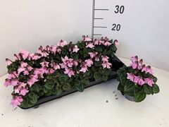 Cyclamen Super Serie Pettico 11Ø 20cm