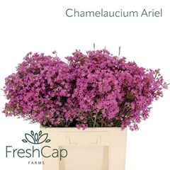 Chamelaucium Ariel 60cm 30gr.
