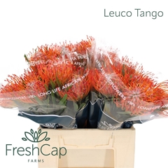 Leucospermum Tango 40cm