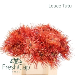 Leucospermum Ito 35cm