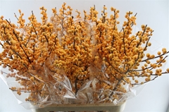 Ilex Verticillata Golden Verboom 90cm