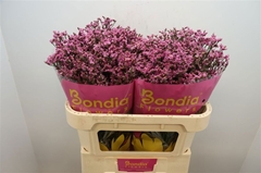 Limonium Sinense Tiffany Diamond 70cm 30gr.