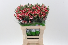 Dianthus Spray Minuetto 65cm