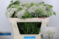 Ammi Visnaga Casablanca 75cm
