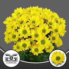 Chrysanth Spray Copa 70cm 85gr.